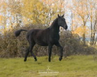 Vente de cheval : Umbrella LG